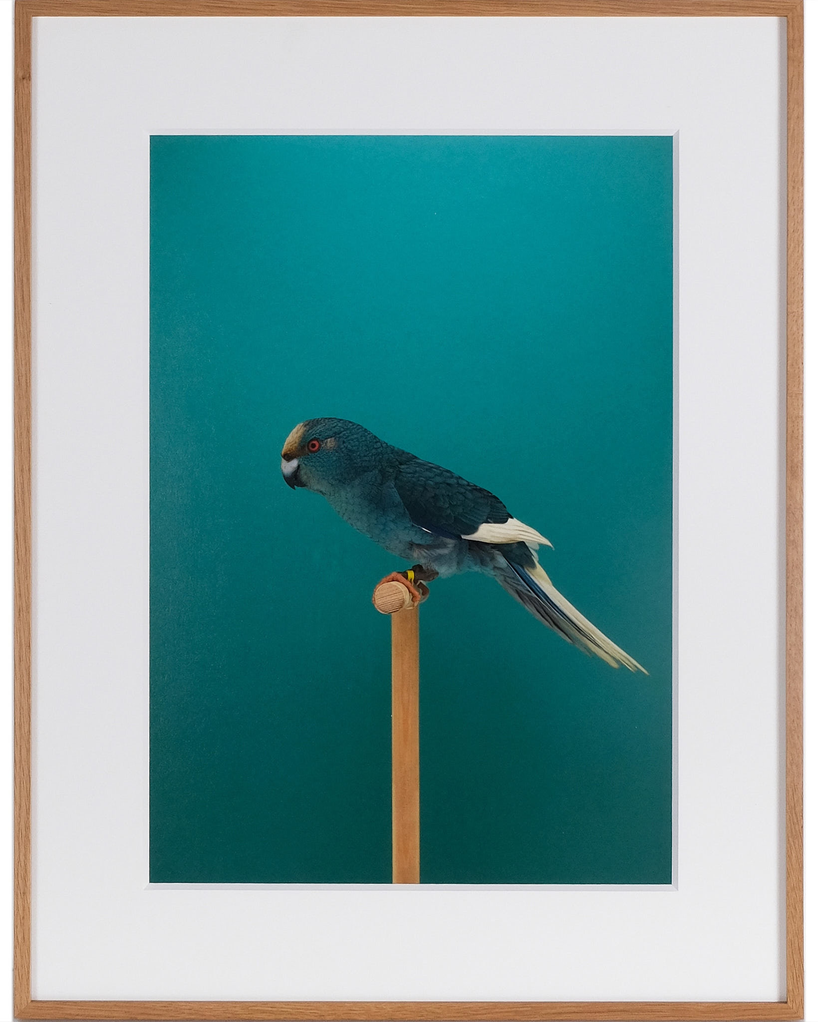 Work by Luke Stephenson