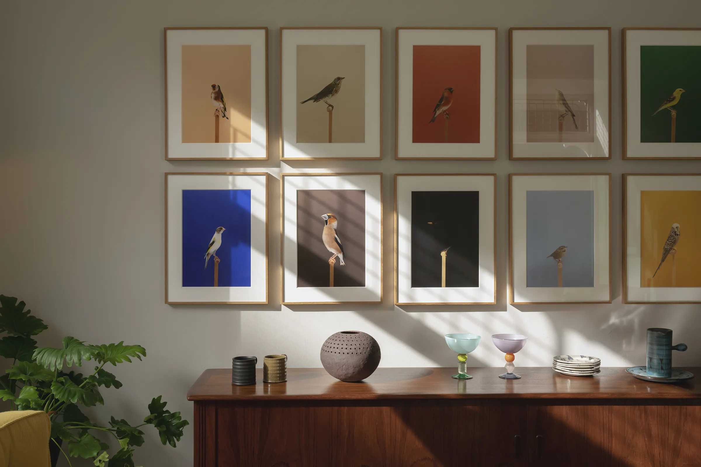 LUKE STEPHENSON: AN INCOMPLETE DICTIONARY OF SHOW BIRDS