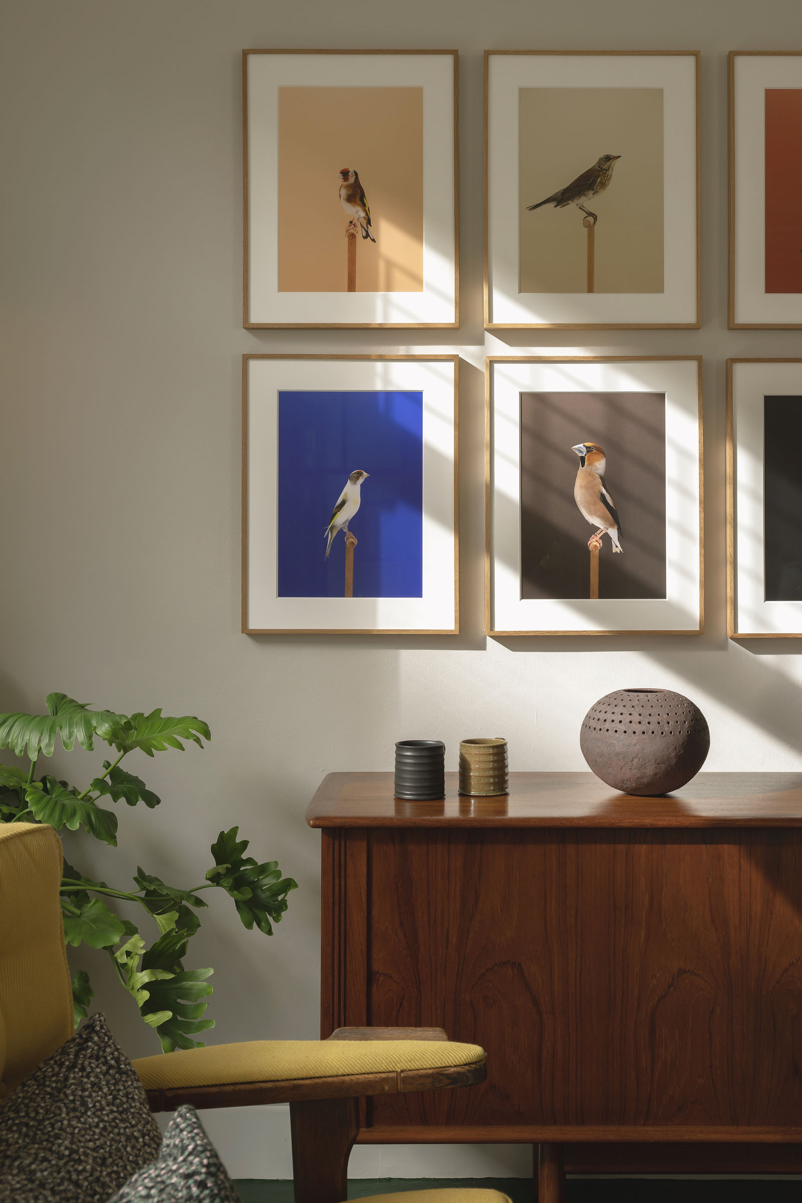LUKE STEPHENSON: AN INCOMPLETE DICTIONARY OF SHOW BIRDS