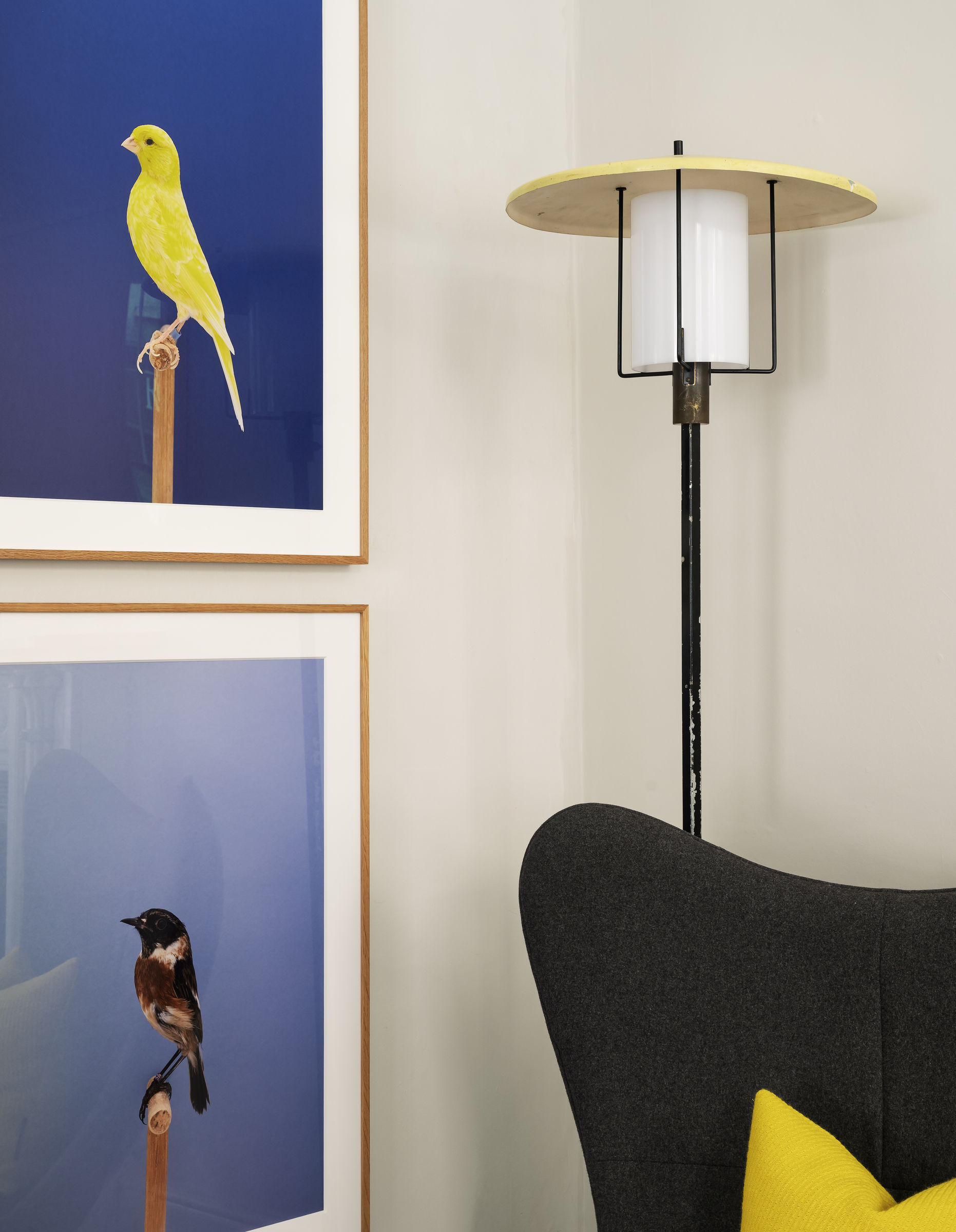 LUKE STEPHENSON: AN INCOMPLETE DICTIONARY OF SHOW BIRDS