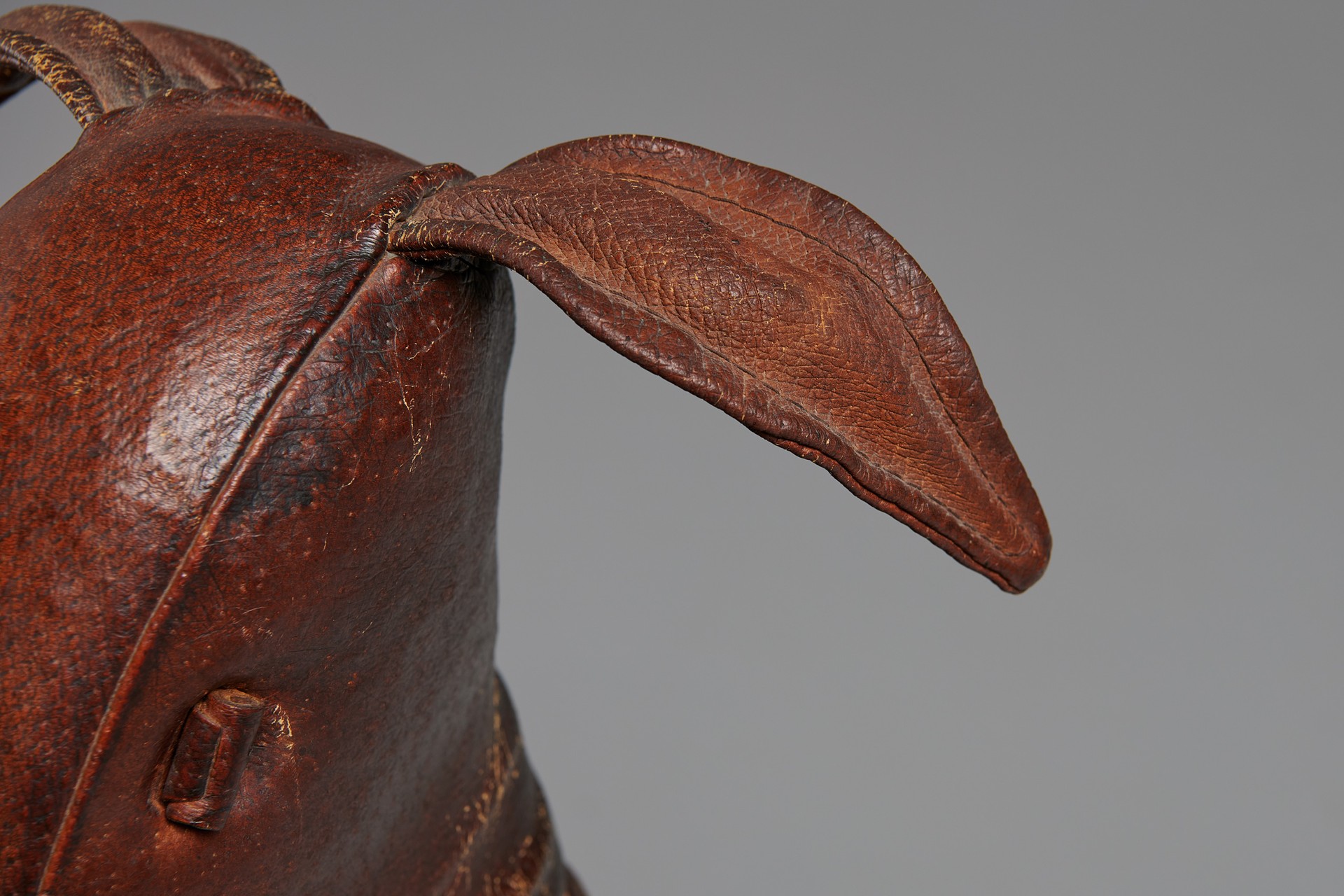 Kangaroo image 5