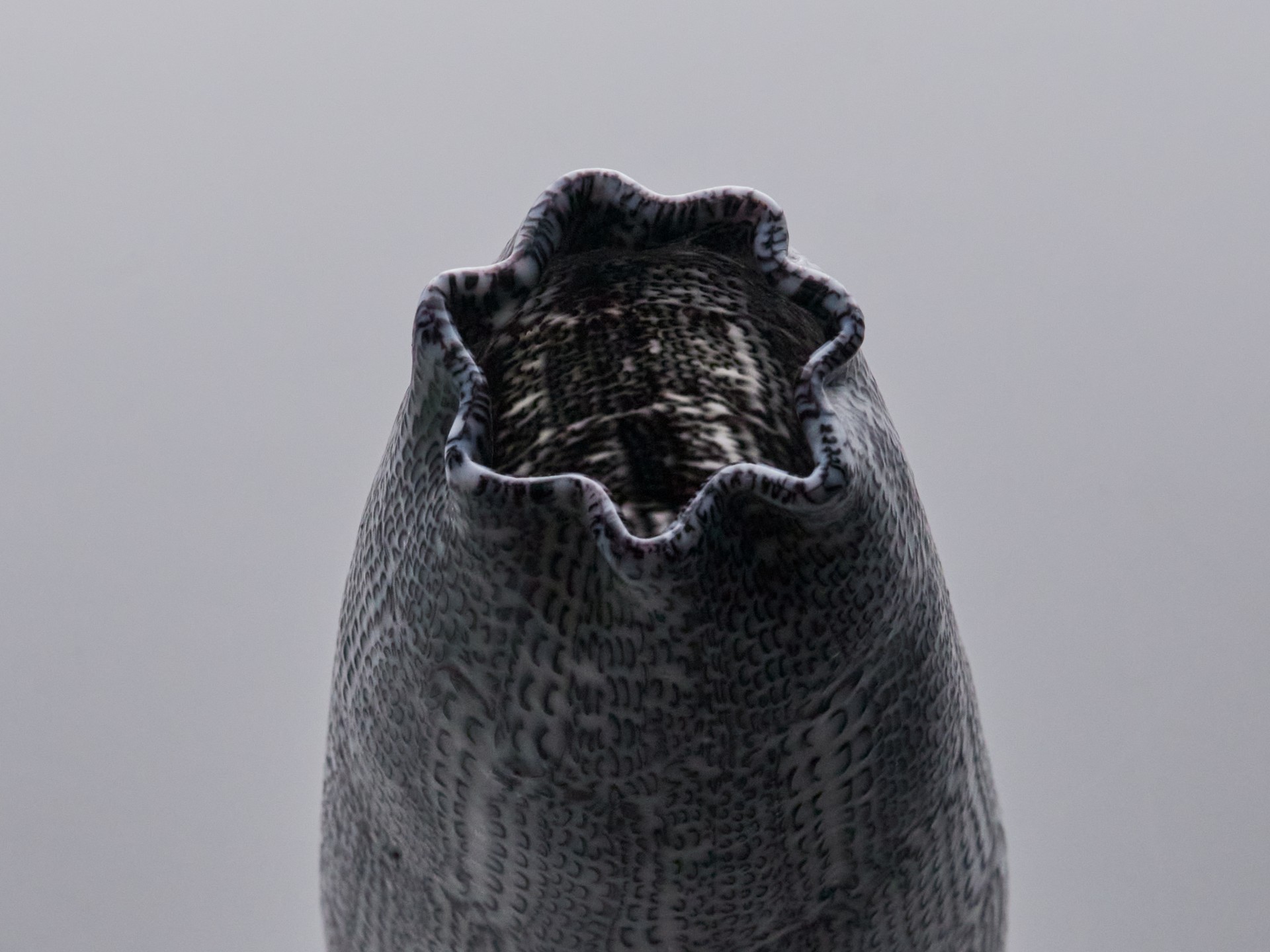 'Mezzaluna Murrine' Vase image 9