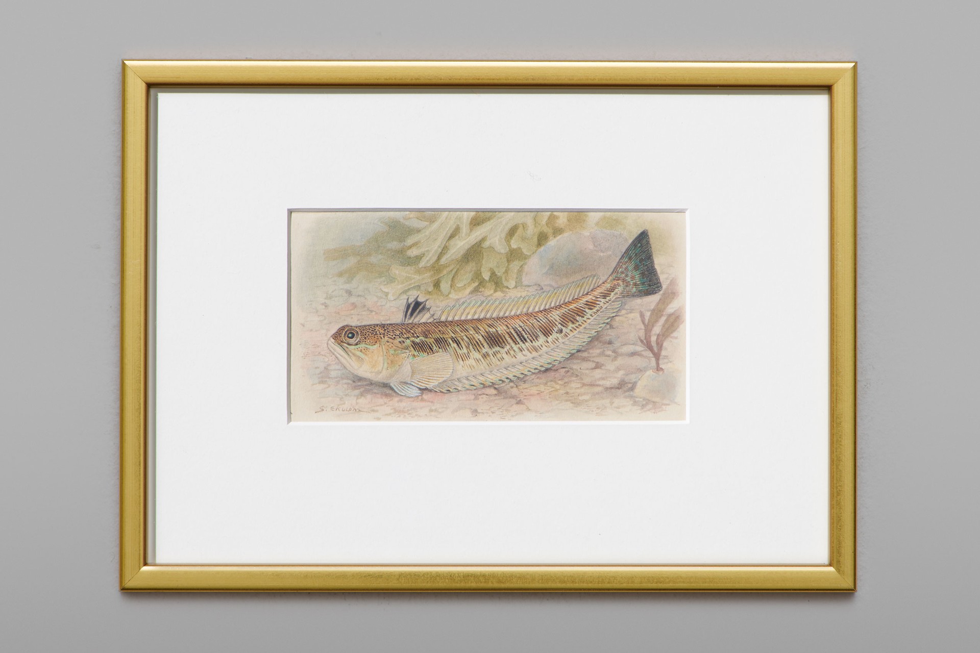 Set of Fifty nine Watercolours of Fish Species image 5