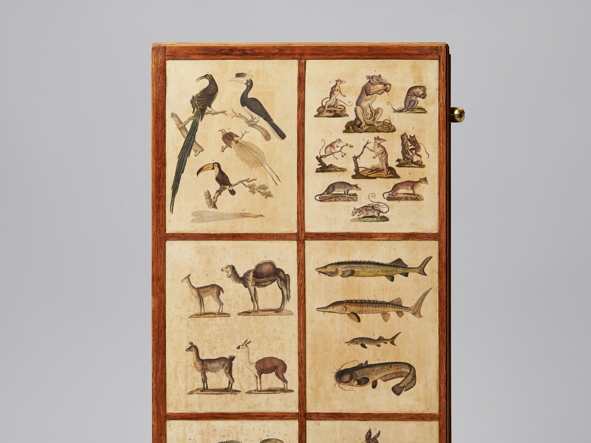 'Animal' Cabinet image 9