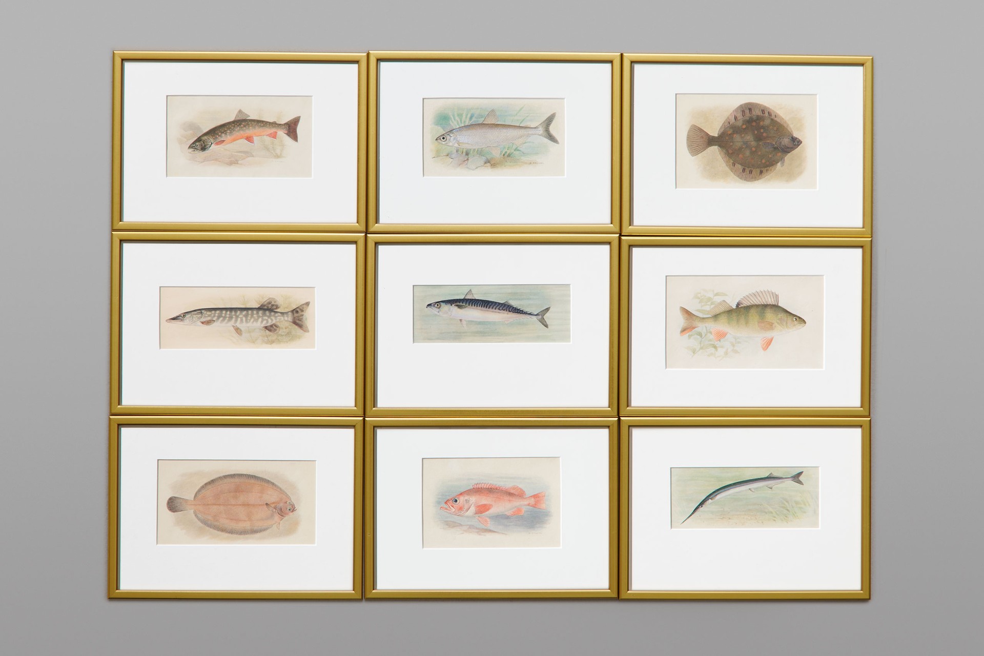 Set of Fifty nine Watercolours of Fish Species image 2