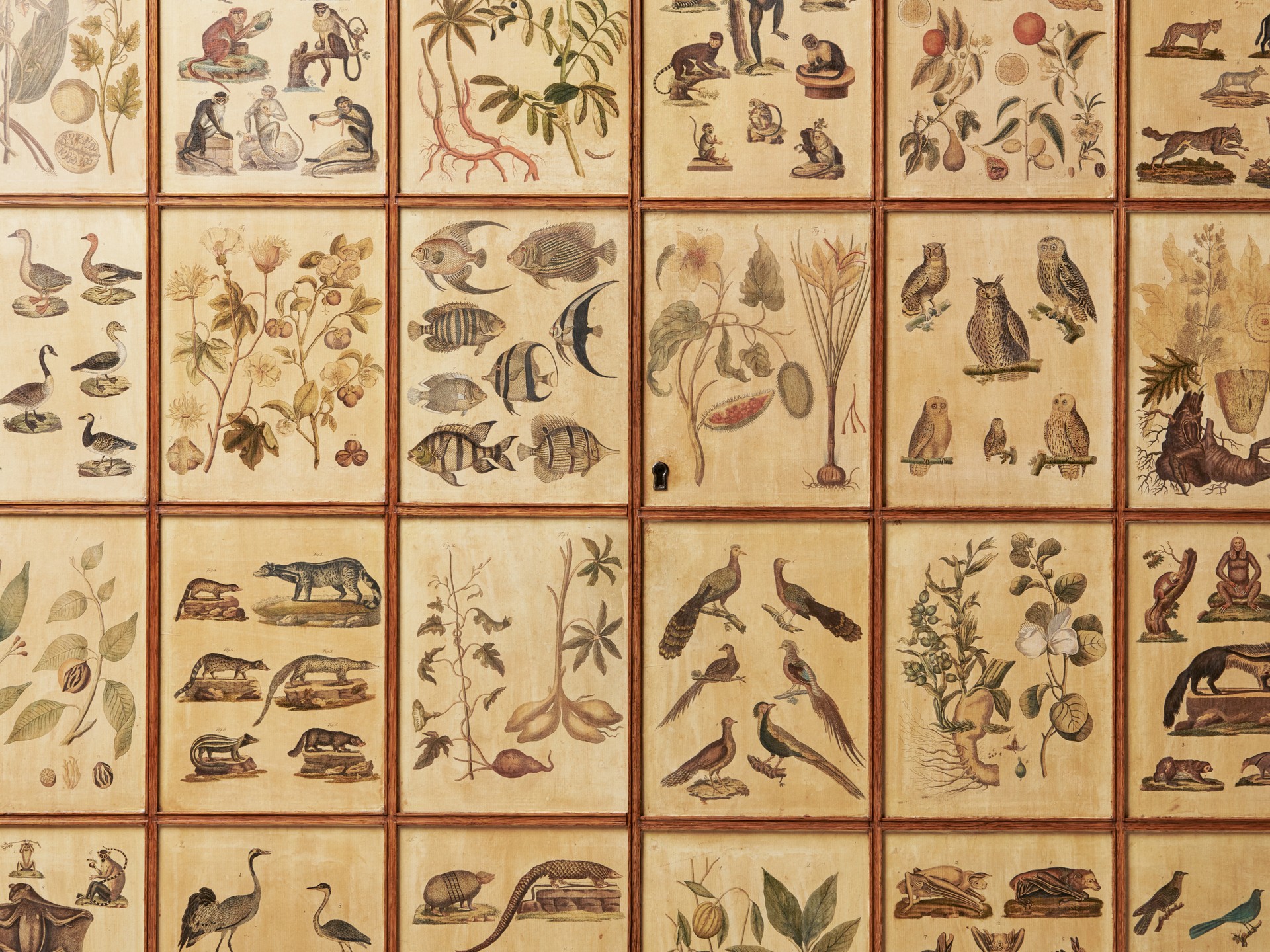 'Animal' Cabinet image 21