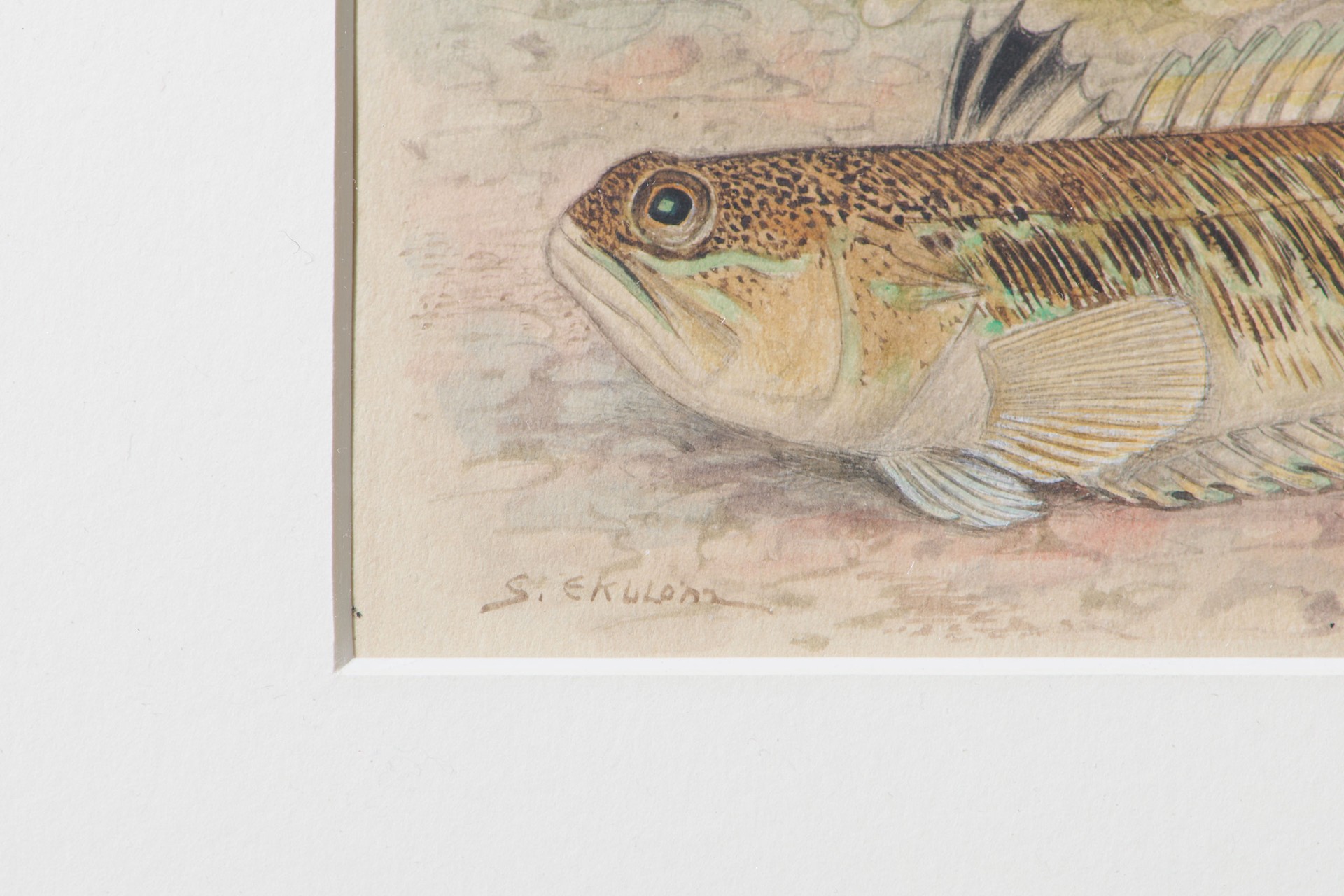 Set of Fifty nine Watercolours of Fish Species image 6