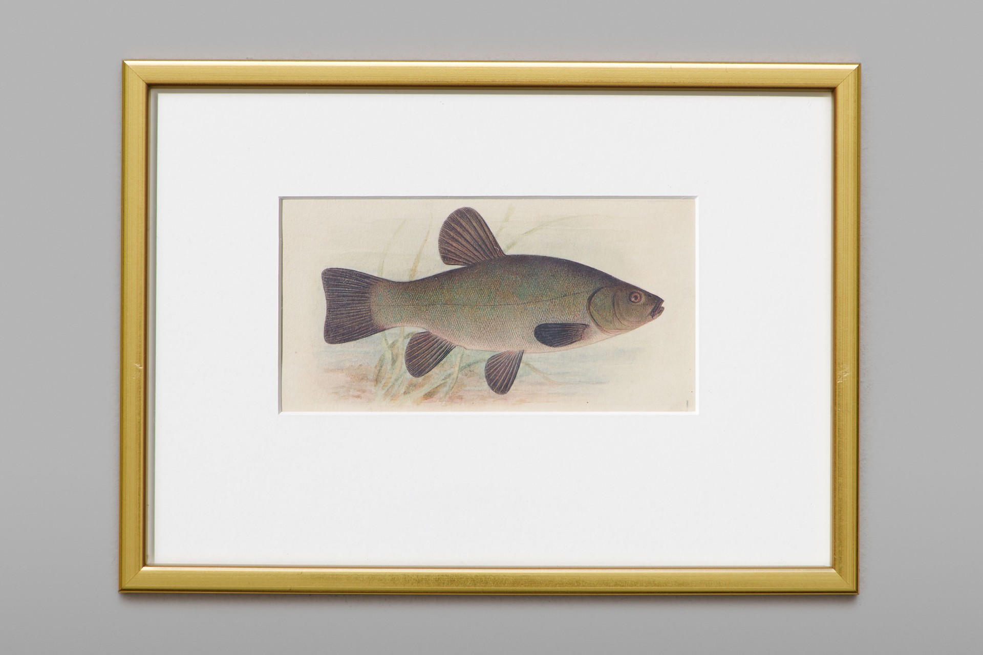 Set of Fifty nine Watercolours of Fish Species image 4