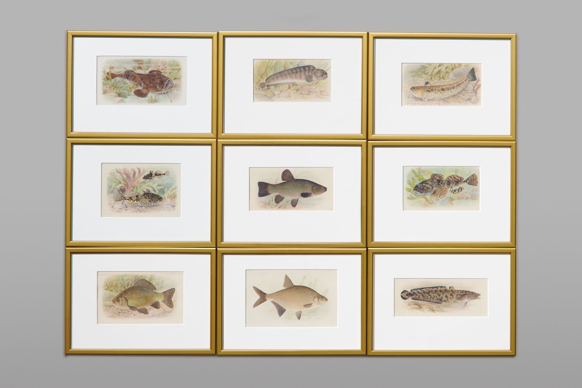 Set of Fifty nine Watercolours of Fish Species image 3