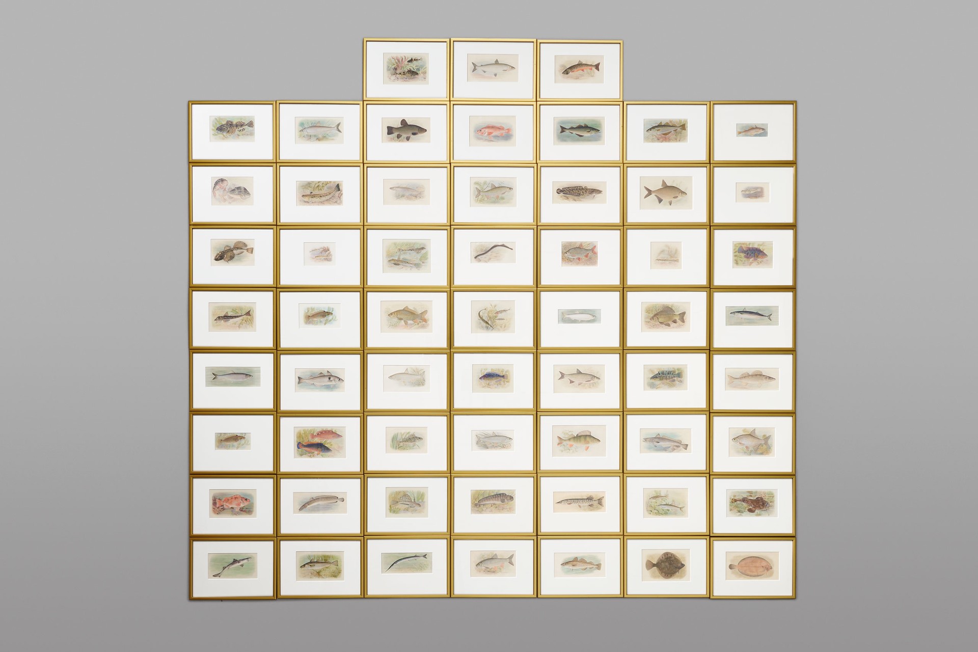 Set of Fifty nine Watercolours of Fish Species