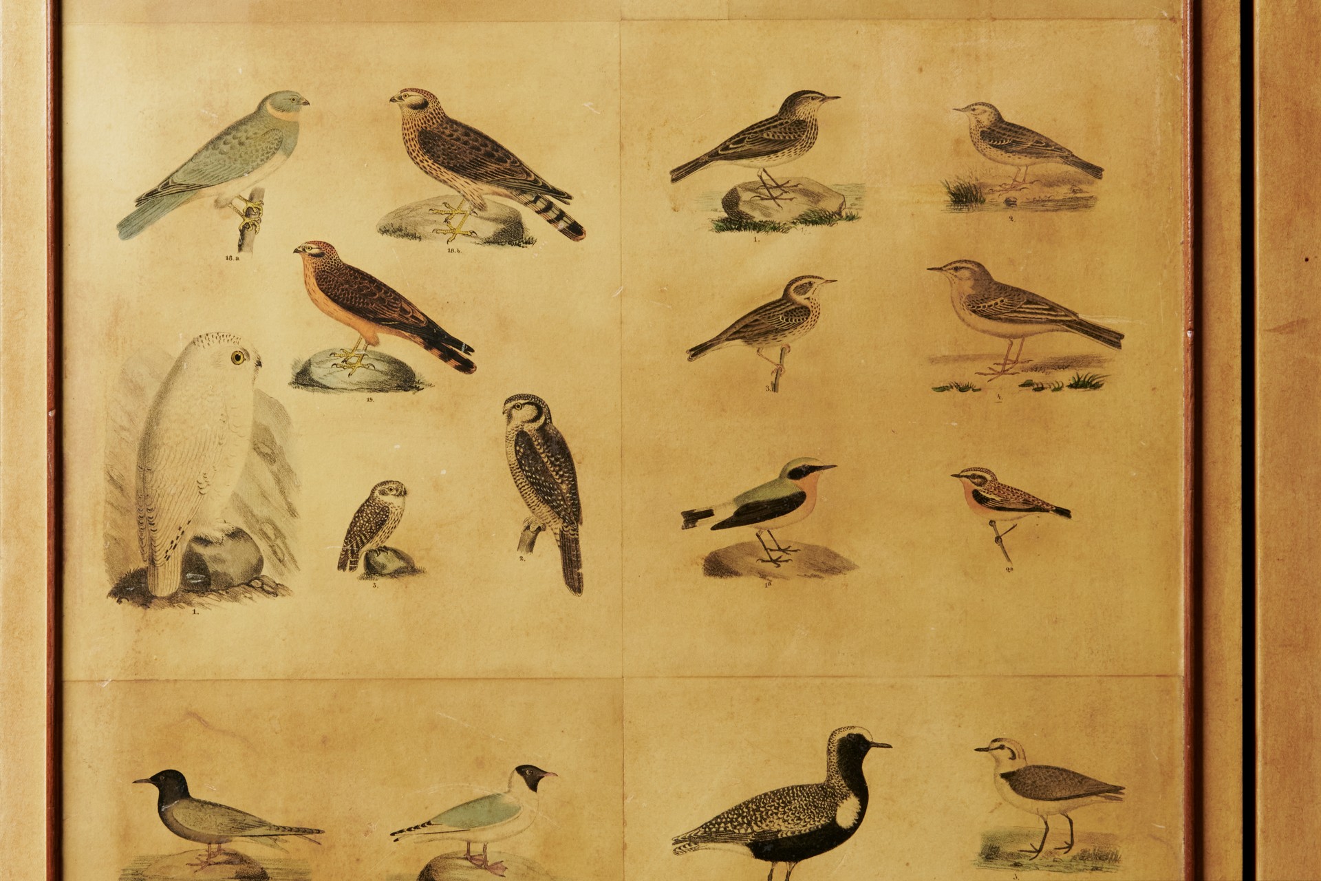 'Bird' Cabinet image 16