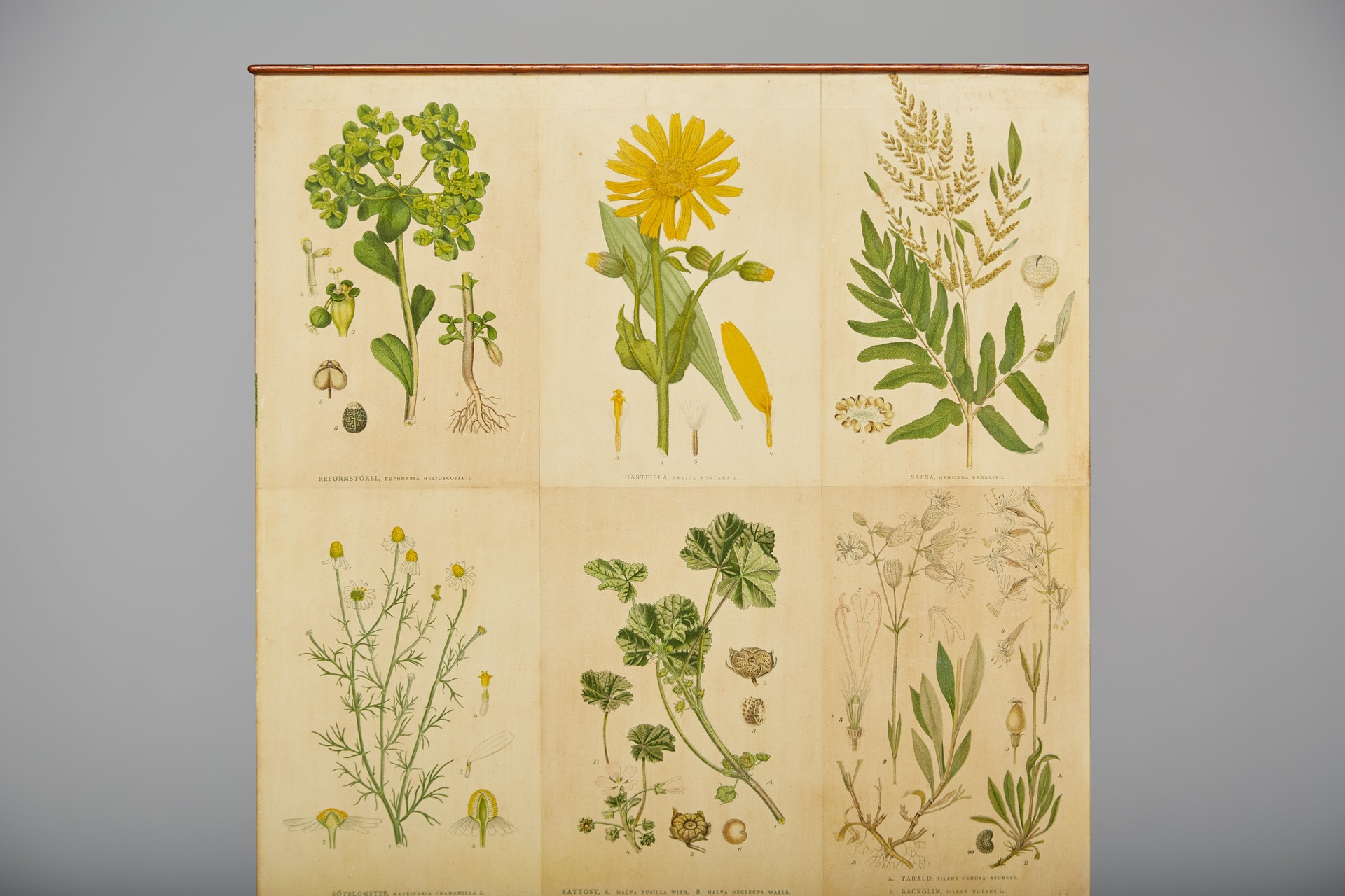 "Flora" Cabinet image 8