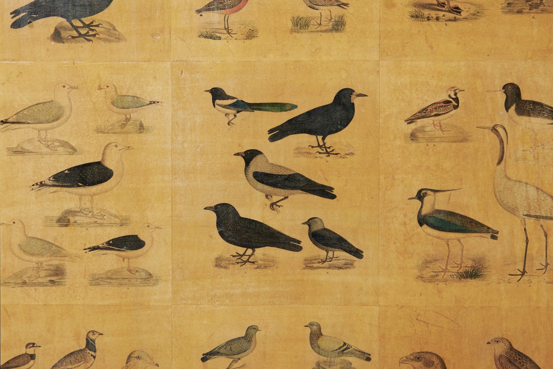 'Bird' Cabinet image 19