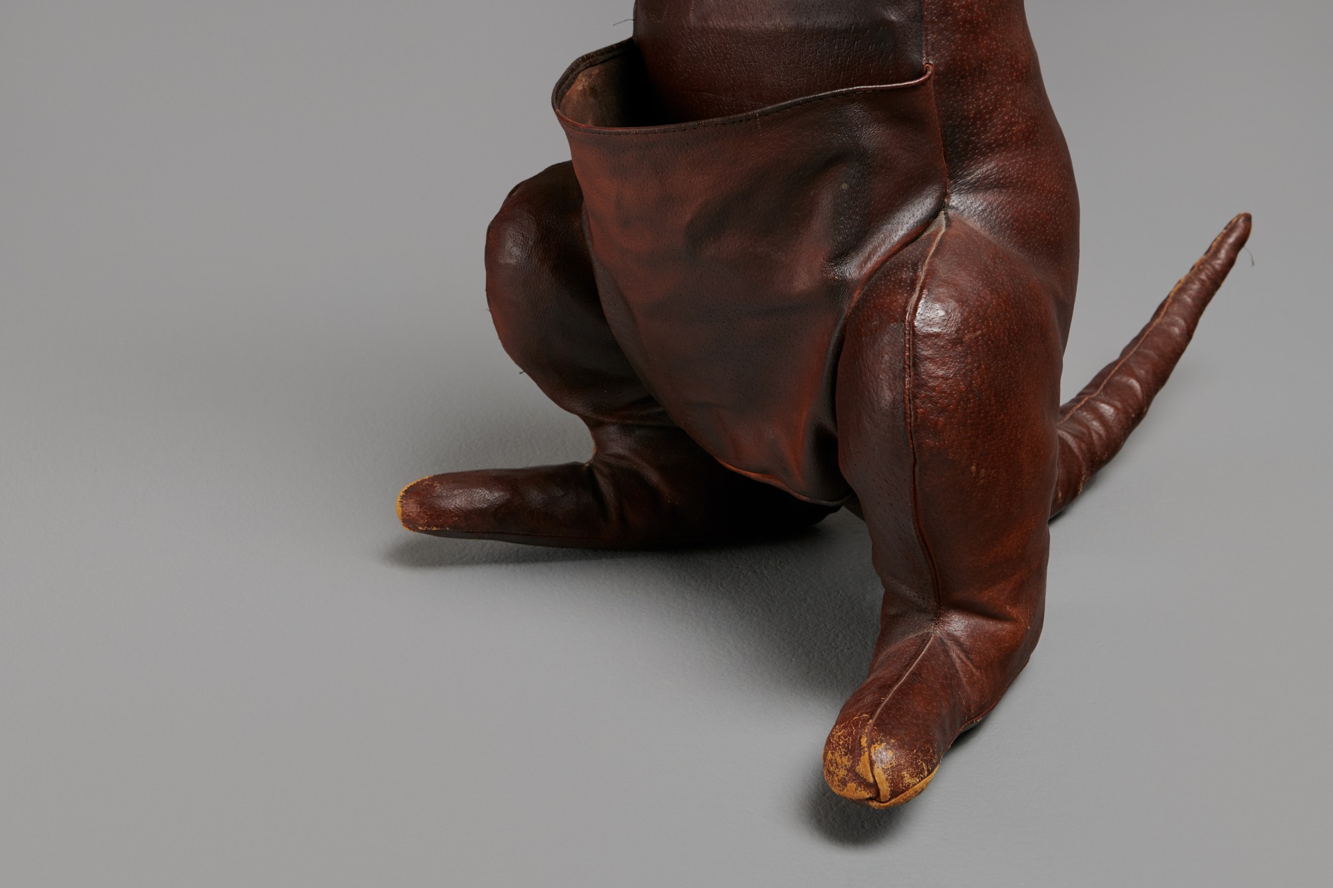 Kangaroo image 4
