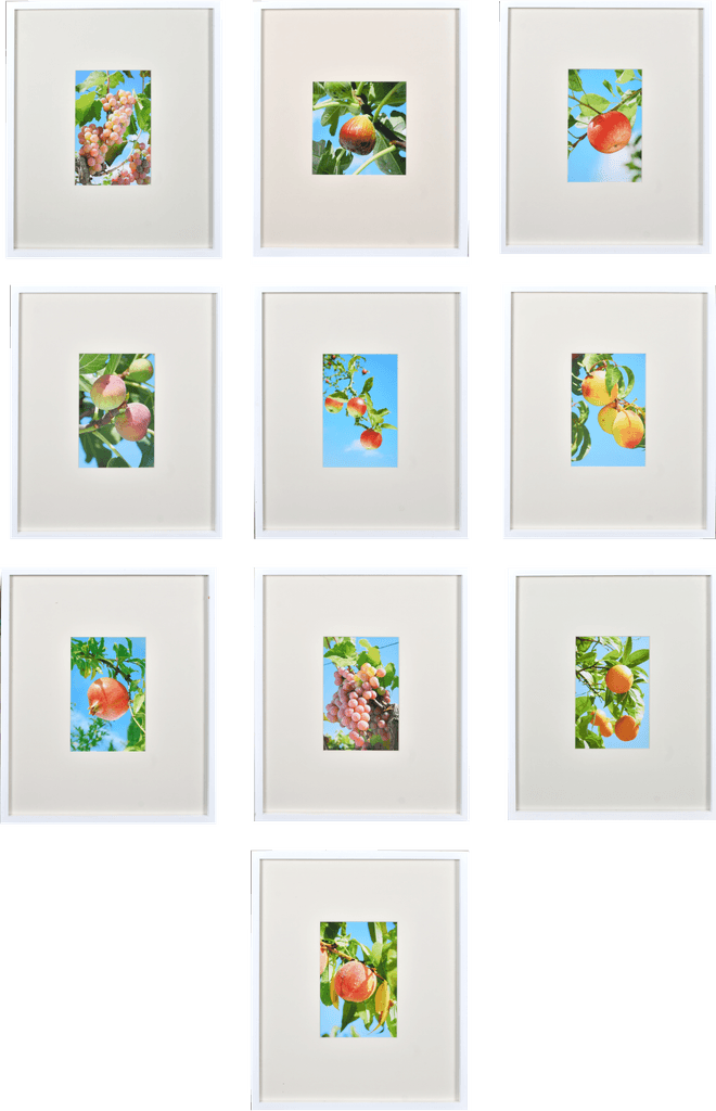 Photo Set (Fruit & Flowers)