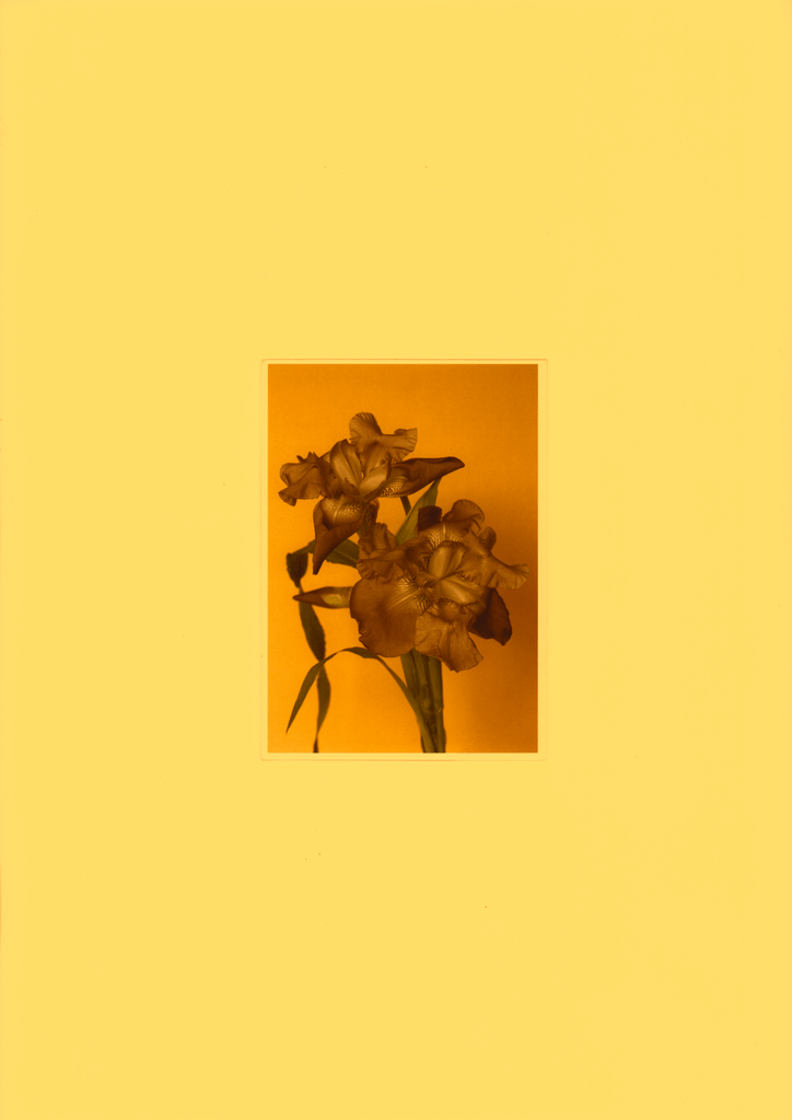 Another Blumen One